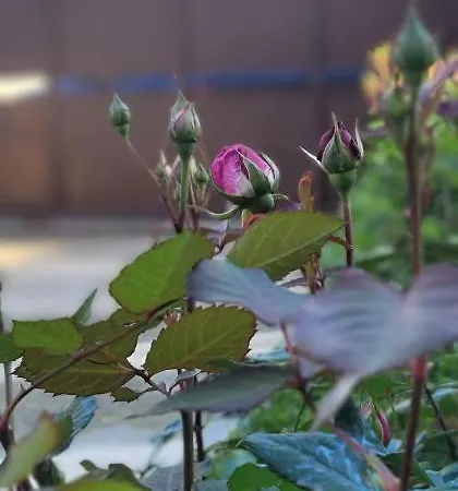 Teba Garden's 3* Τίρανα