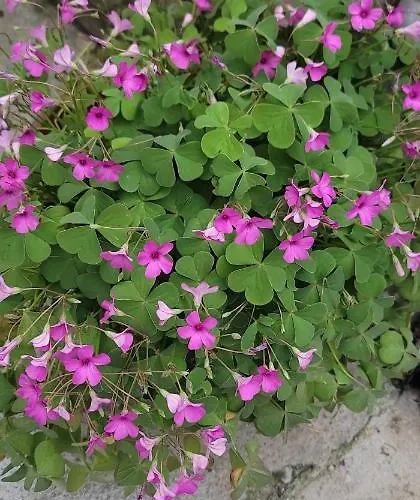 Teba Garden's 3* Tirana