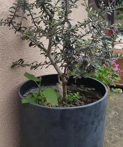 Gæstehus Teba Garden's Tirana