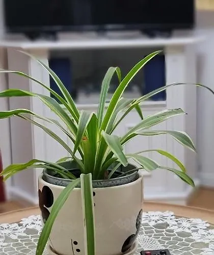 Gæstehus Teba Garden's