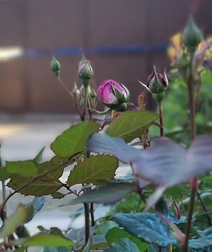 Teba Garden's 3* Tirana