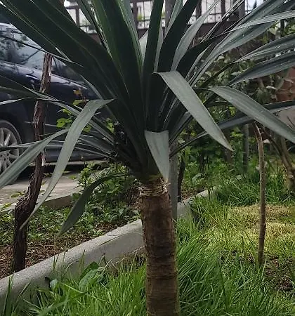 Teba Garden's Penzion Tirana