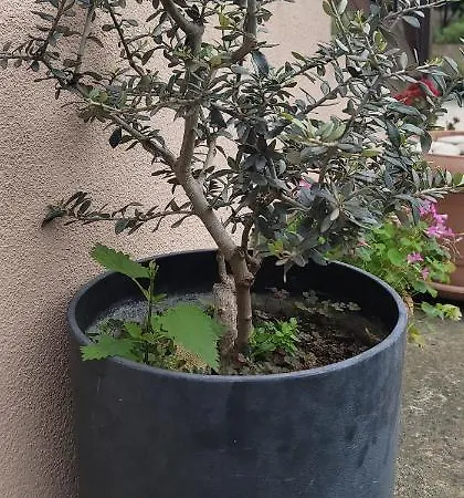 Maison d'hôtes Teba Garden's Tirana