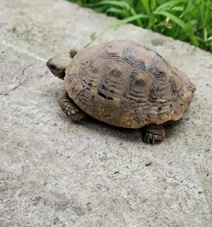 Maison d'hôtes Teba Garden's 3*