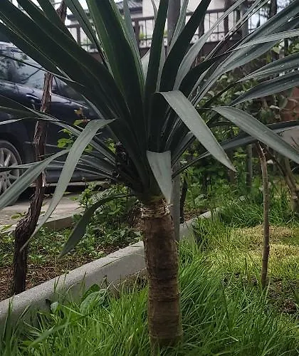 Teba Garden's Vendégház Tirana