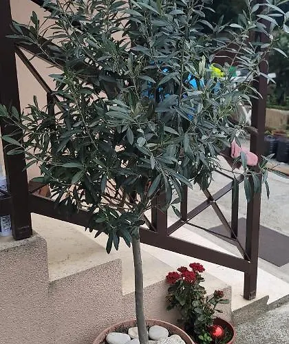 Pensionat Teba Garden's 3*