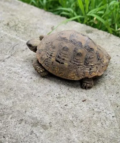 Pensionat Teba Garden's 3*